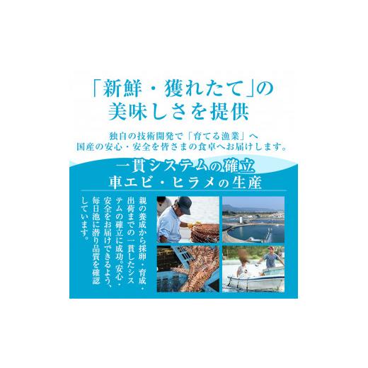 ふるさと納税 鹿児島県 霧島市 B-014 活き〆冷凍車海老「薩摩隼人車海老」合計約375g(約125g×3パック)霧島市 車エビ 刺身 調理 小分け