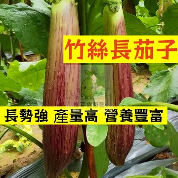 🌱高產早熟（竹絲長茄子種子）高水分 低熱量 易種植 營養豐富 抗病 高產 種子 農家庭院種植 蔬菜種子#果菜類