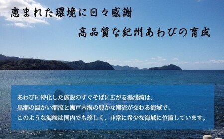 鮑 アワビ あわび 人気 ふるさと納税 冷蔵 極上！紀州蝦夷鮑×8個　五つ星旅館にも出荷される極上アワビ