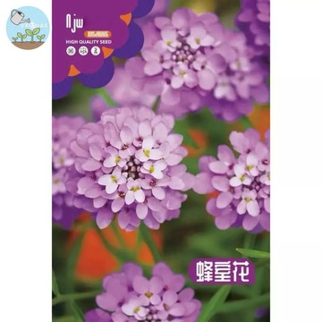 【原廠包裝】蜂室花種子(Honeycomb flower (Knotweed))屈屈花 500粒裝 蜜源植物 可當切花