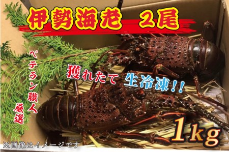 生冷凍 伊勢海老 2尾 1kg 冷凍 国産 伊勢エビ イセエビ いせえび 海老 エビ えび おせち 刺身 焼き物 味噌汁_AP031