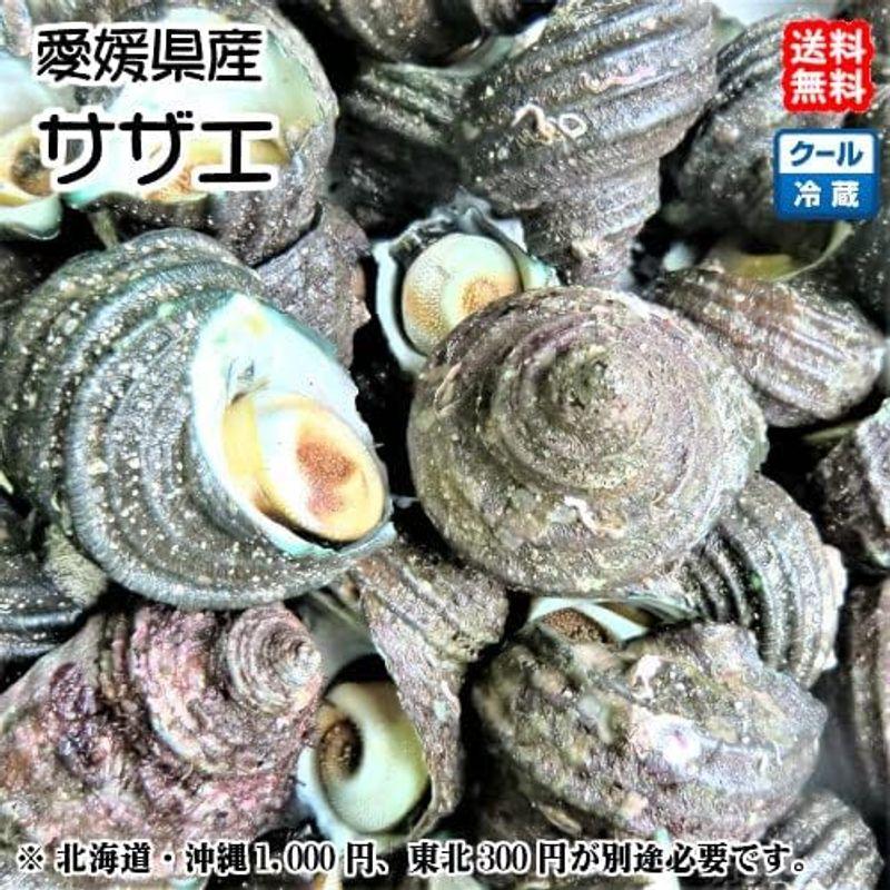 サザエ 8~12個で900~1000g 愛媛 佐田岬産 天然 浜から直送 宇和海の幸問屋