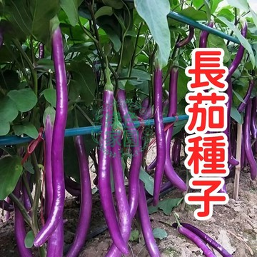 臺灣長茄種子 豐產長茄品種 紫色長茄 家庭菜園 陽臺盆栽 露天種植 電商平臺熱銷 蔬菜種子 自留種 高產量 優質種源