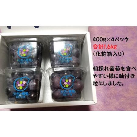 ふるさと納税 ぶどう 天空の葡萄(登録商標) ニュー ピオーネ 1.6kg以上 400g ４パック 1箱 美味しい笑顔をお約束 葡萄 フルーツ 岡山 高梁市産 2.. 岡山県高梁市