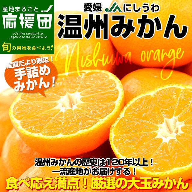 愛媛県より産地直送 JAにしうわ 西宇和温州みかん 2Lサイズ 約3キロ　送料無料 みかん ミカン 蜜柑