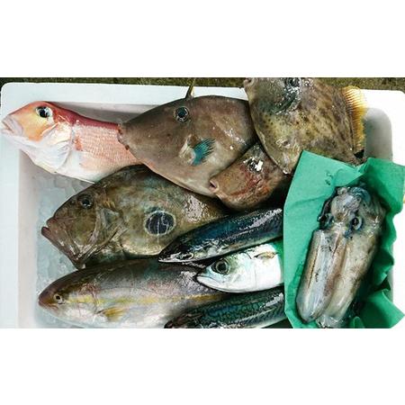 ふるさと納税 若狭の恵み 鮮魚ボックス（種類はお任せ） 福井県若狭町