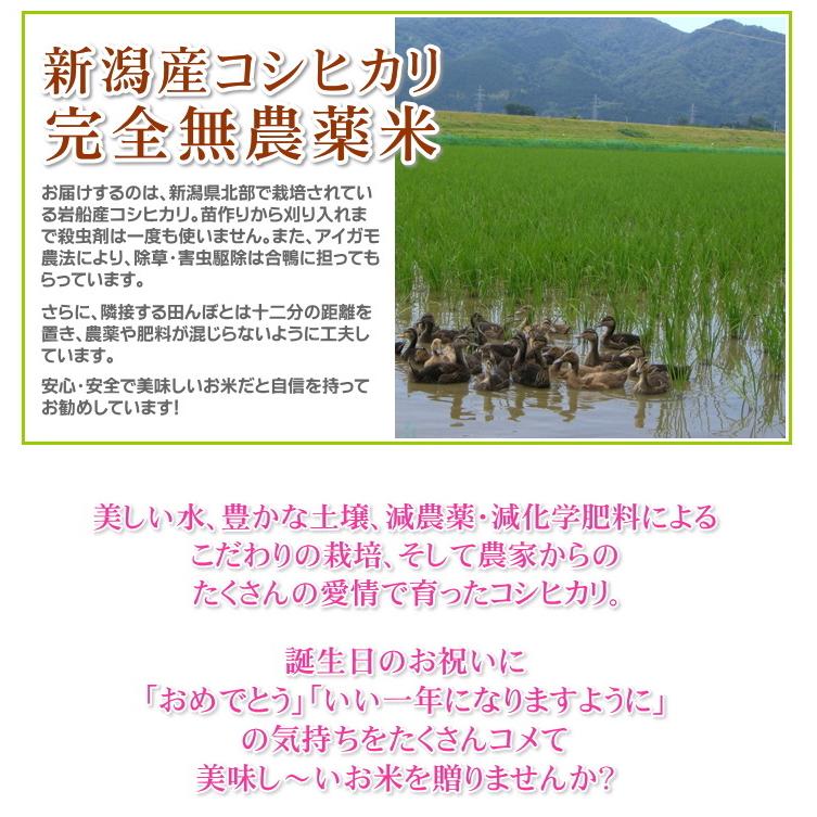 誕生日プレゼント お米 5kg 農薬不使用 希少米コシヒカリ 無洗米 カード付き 新潟米 産地直送 人気 おしゃれ お祝い 誕生日 送料無料