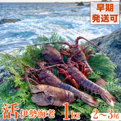 活伊勢海老1kg　伊勢海老1000g