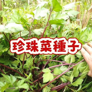 🌱特選珍珠菜種子｜限時搶購！高發芽率✨在家輕鬆打造鮮嫩小菜園｜新鮮現貨秒發｜家庭必備健康蔬菜