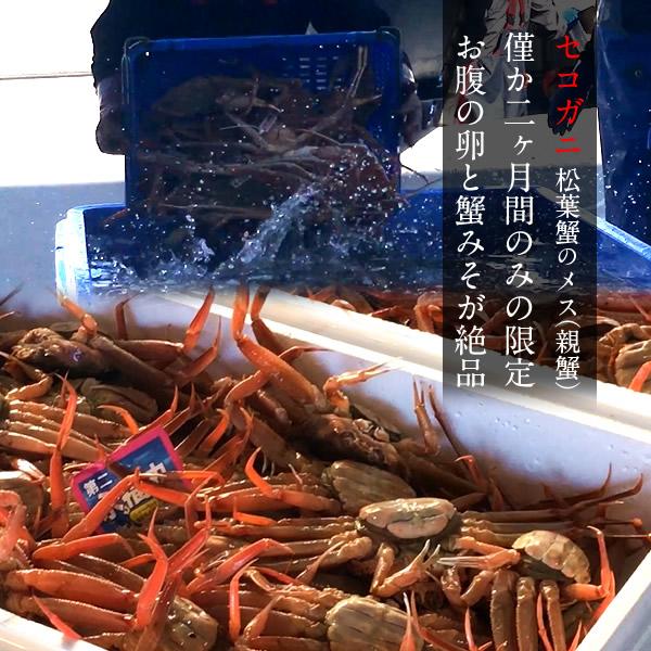 かに 訳あり 香箱がに セコガニ［B品］特大2kg（10尾入）活ガニ 生き蟹 松葉蟹のメス 鳥取県産 せこ蟹 セイコガニ 子持ち 親蟹［お歳暮 2023 ギフト 御歳暮］