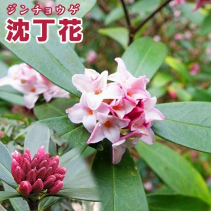 沈丁花 赤花 15cmポット苗