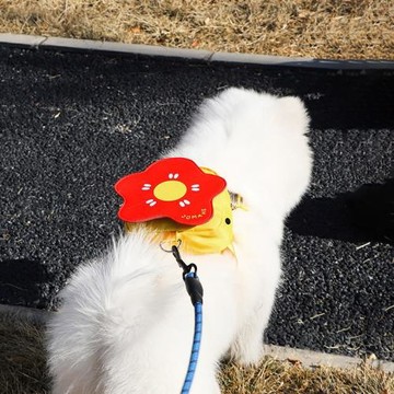 寵物背包小型犬可掛牽引繩狗狗外出遛狗零食自背包新款狗包小狗包