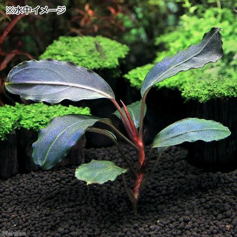 ブセファランドラ クダガン水中葉 （中景草】ブセファランドラの