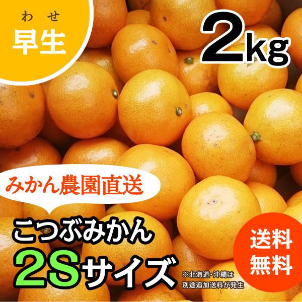 こつぶみかん 2kg (早生)甘味と酸味が調和したみかん (出荷:11月下旬-1月)