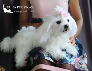 馬耳他狗逼真的毛絨玩具。