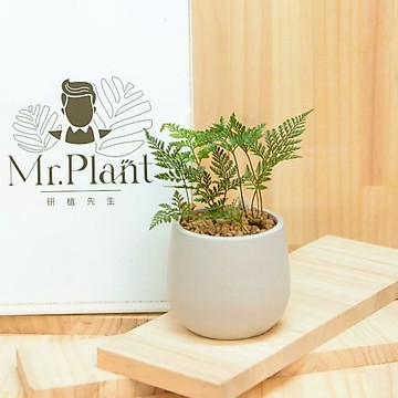 【拈花x研植】兔腳蕨│3.5吋水泥盆│窗邊植物│新手植物│淨化空氣│招財植物│觀葉植物│質感盆栽
