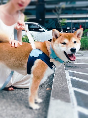 【Pawlaneta】Donut寵物透氣胸背帶-秒穿脫款