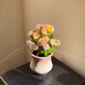 【台灣現貨】（彩虹長壽花）繽紛多彩花色四季開花 新手陽台首選 花期超長180天 花色豐富多選 好養耐旱 室內盆栽佳禮