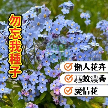 💙勿忘我種子💙 真愛永恆 乾燥花首選 藍色系小花 陽台盆栽 耐寒易種 春季開花 新手友善 現貨免運