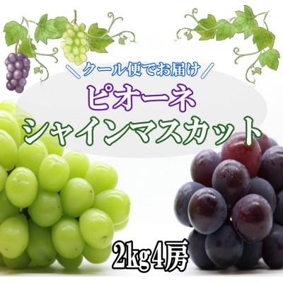 ふるさと納税 笛吹市 クール便でお届け　ピオーネシャインマスカット　食べ比べセット　2kg(4房)