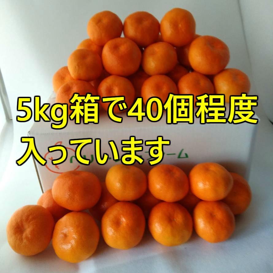 山下紅みかん（5kg×1箱)