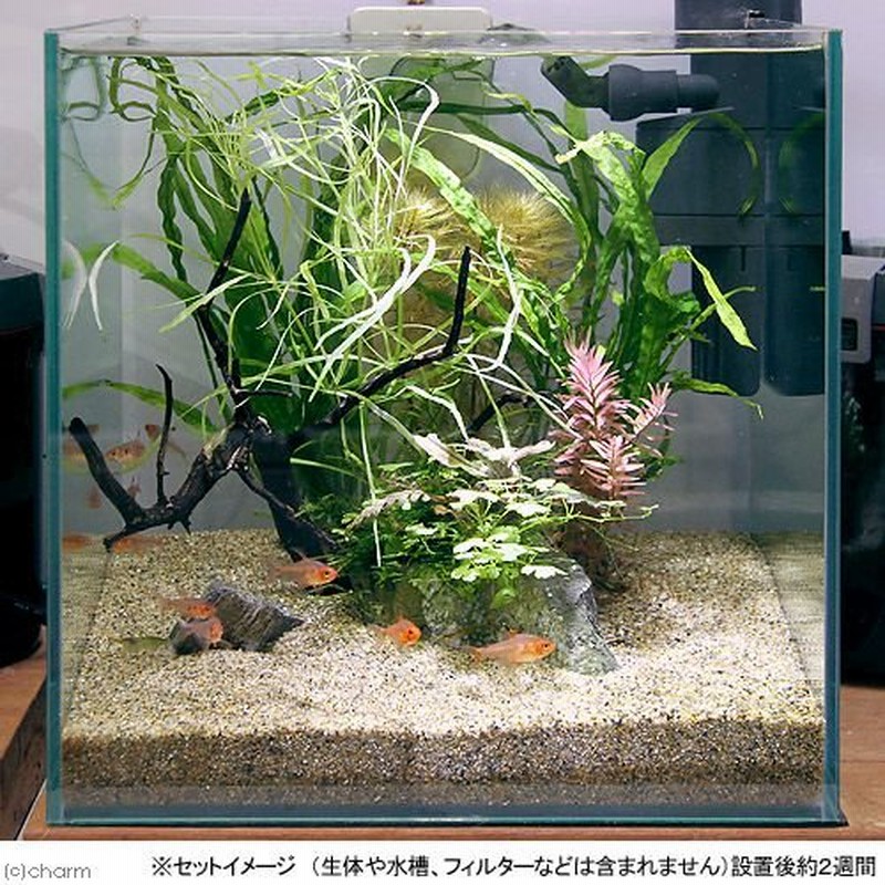 水草 草たちの水景 ３０ｃｍ水槽レイアウトセット １セット 北海道航空便要保温 通販 Lineポイント最大0 5 Get Lineショッピング