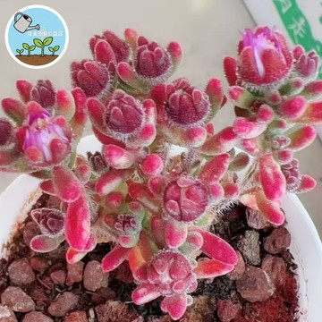 蜜葉糖球枝幹番杏種子｜室內稀有冰晶多肉！老樁糖果造型秒變INS風盆栽，晶瑩剔透如糖球超療癒，台灣四季好種，新手也能輕鬆養