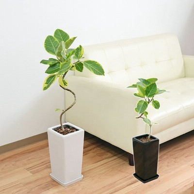 F0017 パキラ 観葉植物 パキラ の鉢植えm 7号鉢 即日発送 グリーン ギフト 引っ越し祝い 新築祝い お祝い Www Seekapor Com