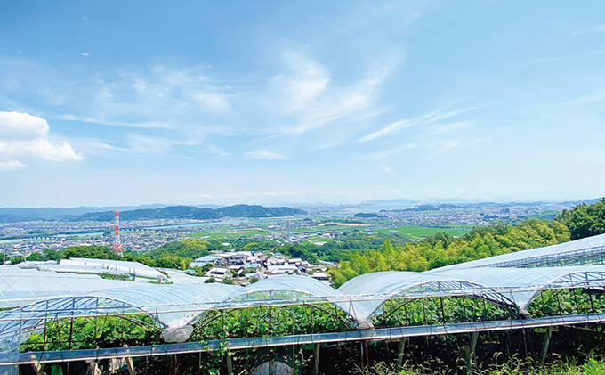 ぶどう 2024年 先行予約 シャイン マスカット 晴王 2房（合計約1kg） ブドウ 葡萄  岡山県産 国産 フルーツ 果物 ギフト