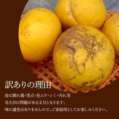 ふるさと納税 土佐市 本場、高知県土佐市産!土佐水谷農園の露地土佐文旦5kg