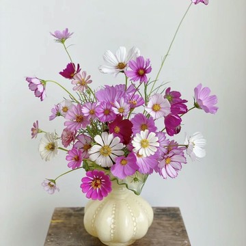 【現貨速發】波斯菊種子｜撒種就活 花期長｜招蜂引蝶 陽台庭院超仙｜新手必備 療癒首選｜易爆盆｜現貨速發 多色混種