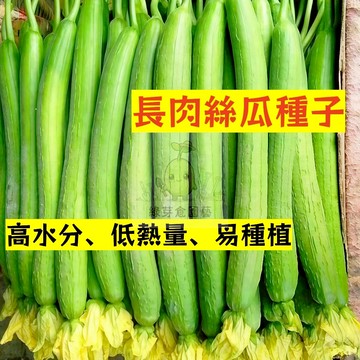 🌱高產早熟（長肉絲瓜種子）高水分 低熱量 易種植 富含VC 農家庭院種植 蔬菜種子 易活 清香 #果菜類蔬菜種子