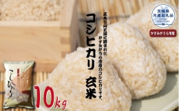 FD-8 コシヒカリ　玄米10kg（茨城県共通返礼品・かすみがうら市産）