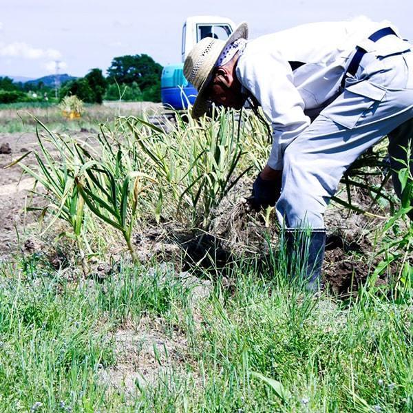 《根・土つき》山形の生にんにく約1kg