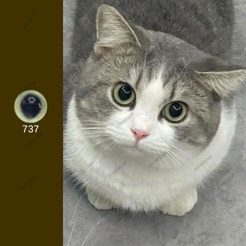 【diy手作】扭扭棒恐龍眼睛玻璃動物眼羊毛氈戳戳樂diy手工水晶龍崽眼珠仿真