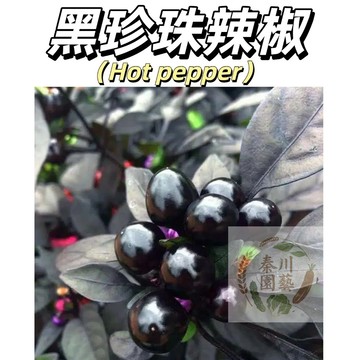 【台灣現貨】黑珍珠辣椒種子｜果實黑亮 轉紅誘人｜觀賞食用 盆栽首選｜新手挑戰 辣度適中 好種易活 #果菜類#蔬菜種子
