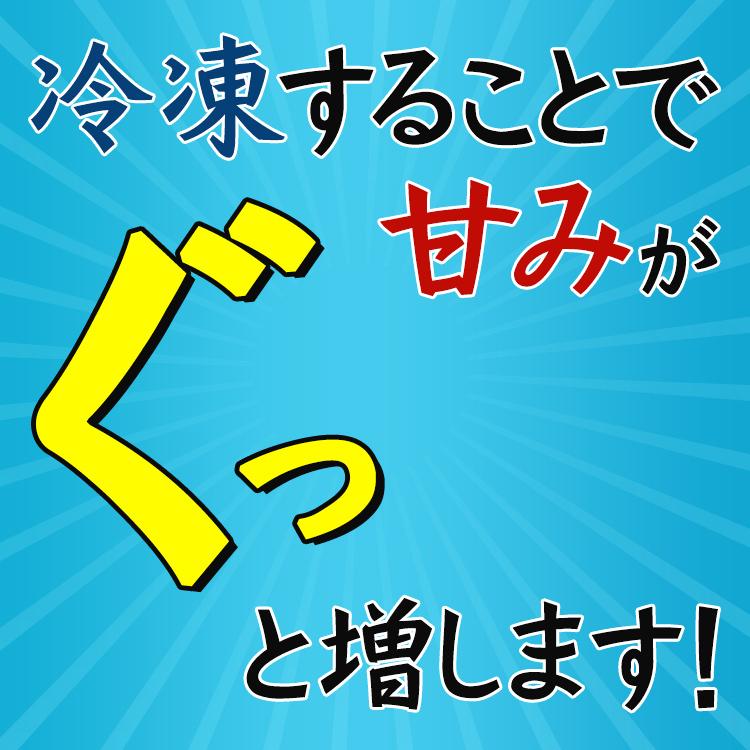 イカ 呼子のイカ  活き造り 5杯セット(1杯180g前後)  冷凍 刺身