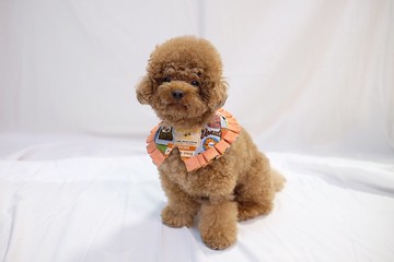 粉藍日系懷舊 x 橙邊  小丑cut