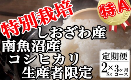 特別栽培 生産者限定  南魚沼しおざわ産コシヒカリ