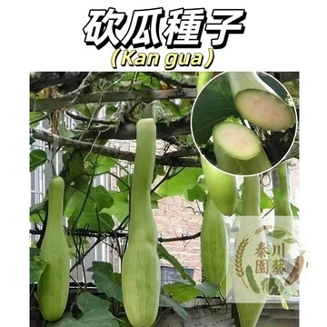 🔥神奇砍瓜種子🌱砍一段長一段！隨吃隨砍 傷口自動癒合 比南瓜脆甜 庭院陽台盆栽 春夏播種 高產好種