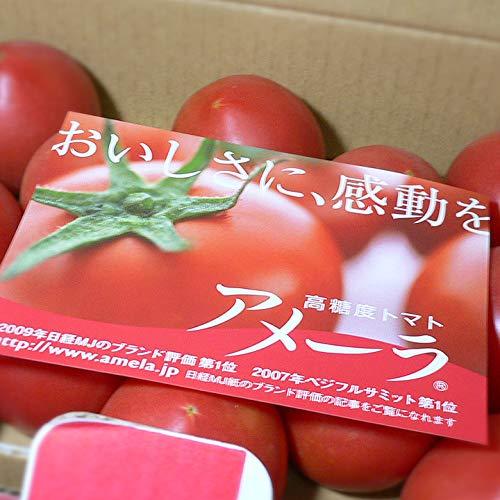 静岡県産 高糖度 フルーツトマト アメーラ 約1kg
