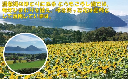 北海道産 とうもろこし 恵味 めぐみ 2L 20～22本 朝採り トウモロコシ 玉蜀黍 コーン とうきび 大きめ スイートコーン 甘い 旬 夏 新鮮 もぎたて 朝採れ 産地直送