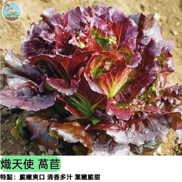 【超夢幻紫色生菜】熾天使萵苣種子 浪漫紫紅葉 新品種  沙拉料理裝飾 高營養價值 易種好收成 陽台盆栽 四季播種好養