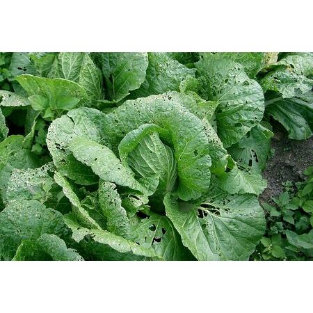 ふるさと納税 野菜 定期便 4回旬の京丹後野菜セットS（栽培期間中　農薬・化学肥料不使用）＜京都 オーガニック アクション.. 京都府京丹後市