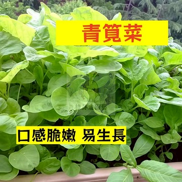 🌱早熟高產 青筧菜種子JC-1 土壤要求低 生長快 清江菜 易生長  高產 抗病抗旱易種植 高產蔬菜種子
