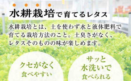 平戸産水耕栽培レタス72個4種×18個[KAA366]  長崎 平戸 レタス 水耕栽培 定期便