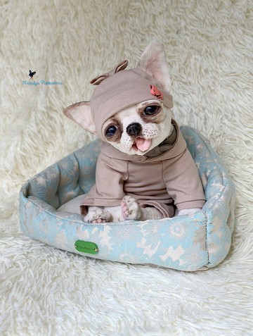 吉娃娃小狗现实玩具