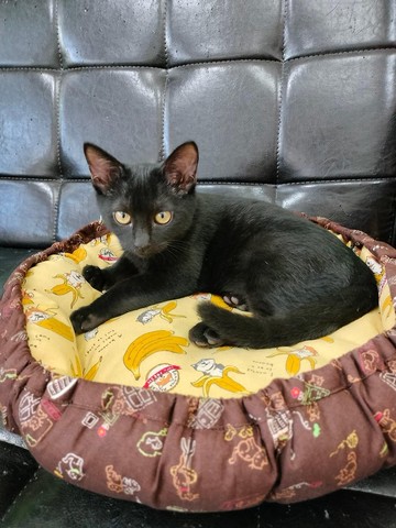 寵物保暖南瓜床