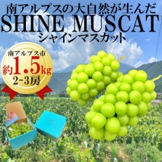 山梨県南アルプス市産　旬の採れたてシャインマスカット　秀等品　約1.5kg　2～3房