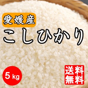 米　令和5年産 新米 愛媛県産こしひかり5kg※北海道,東北,沖縄除く